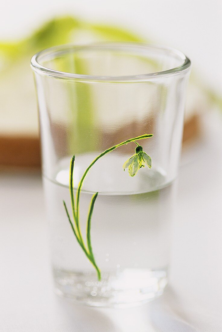 Glas mit Schneeglöckchen-Motiv