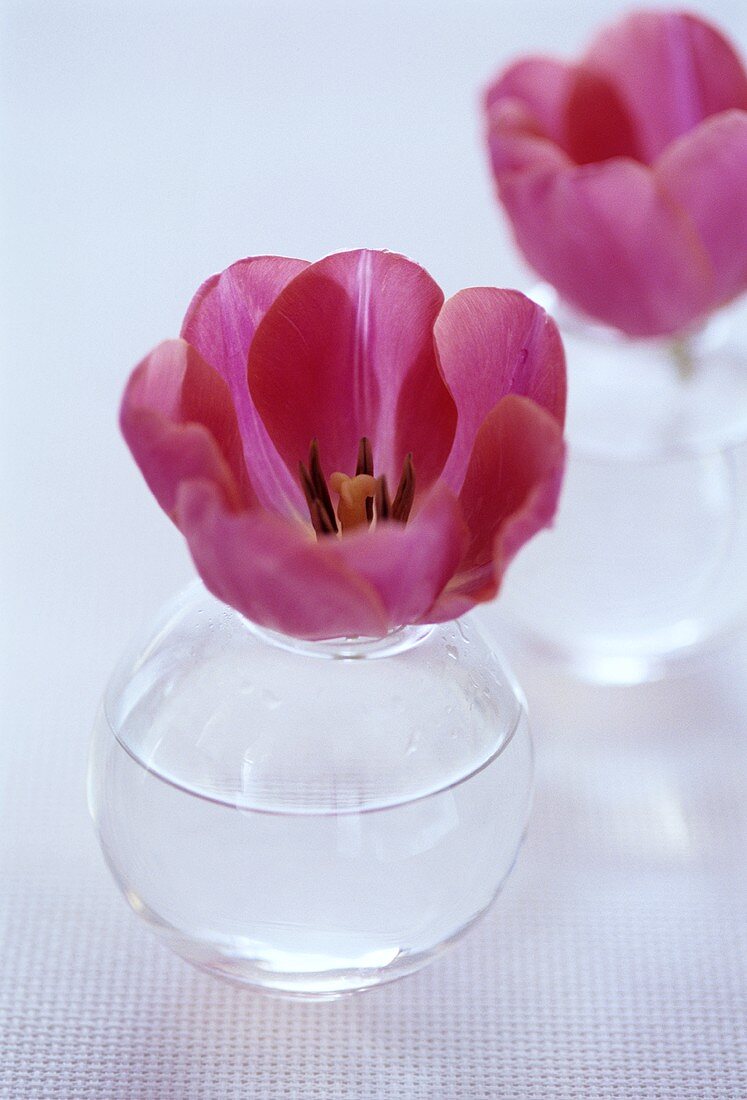 Tulpen in Glasvasen