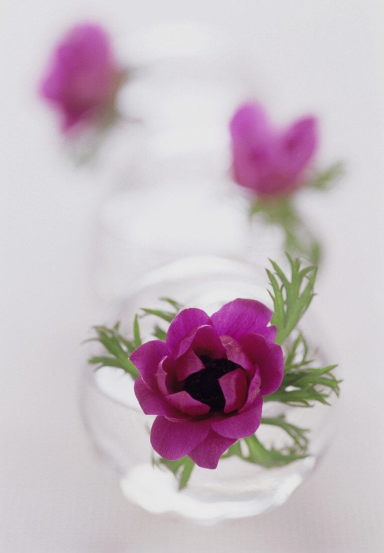 Anemone in glass vase