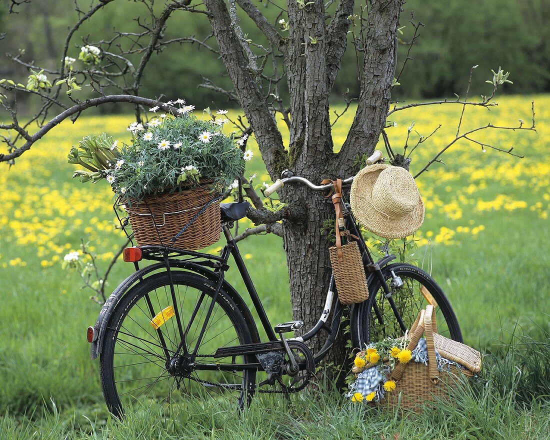 Fahrrad mit Margeriten am Baum, davor Picknickkorb