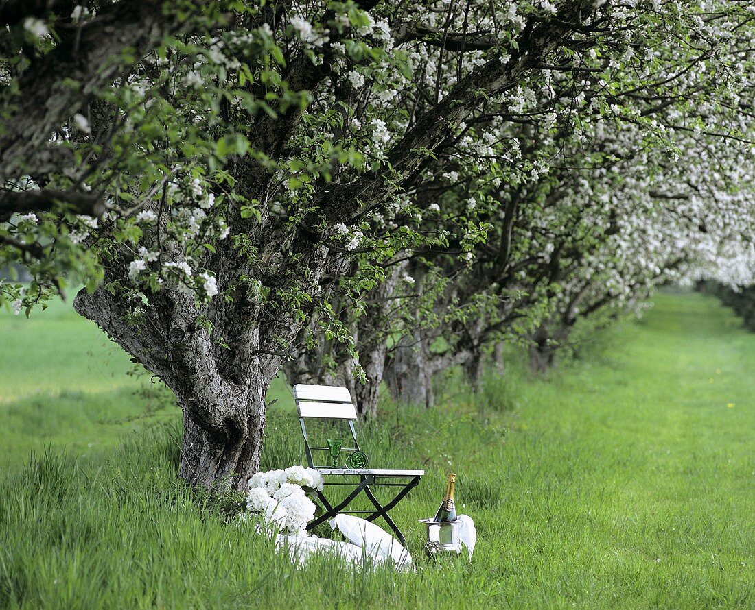 Stuhl und Champagner unter blühendem Apfelbaum