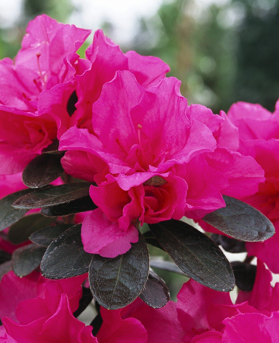 Pink azalea, close-up