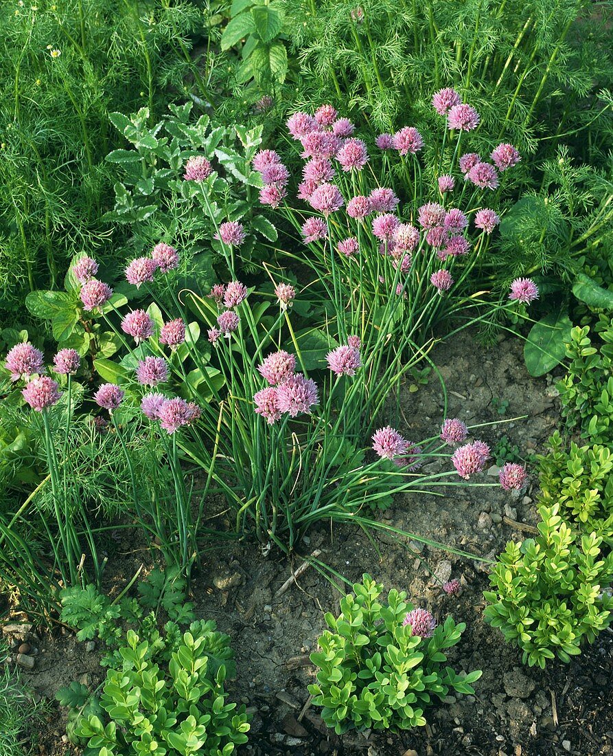Chives with flowers in garden