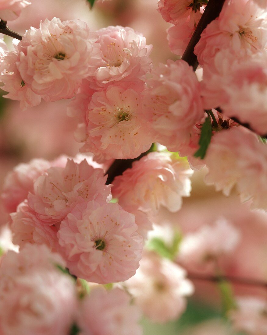 Rosa Blüten eines chinesischen Kirschbaums