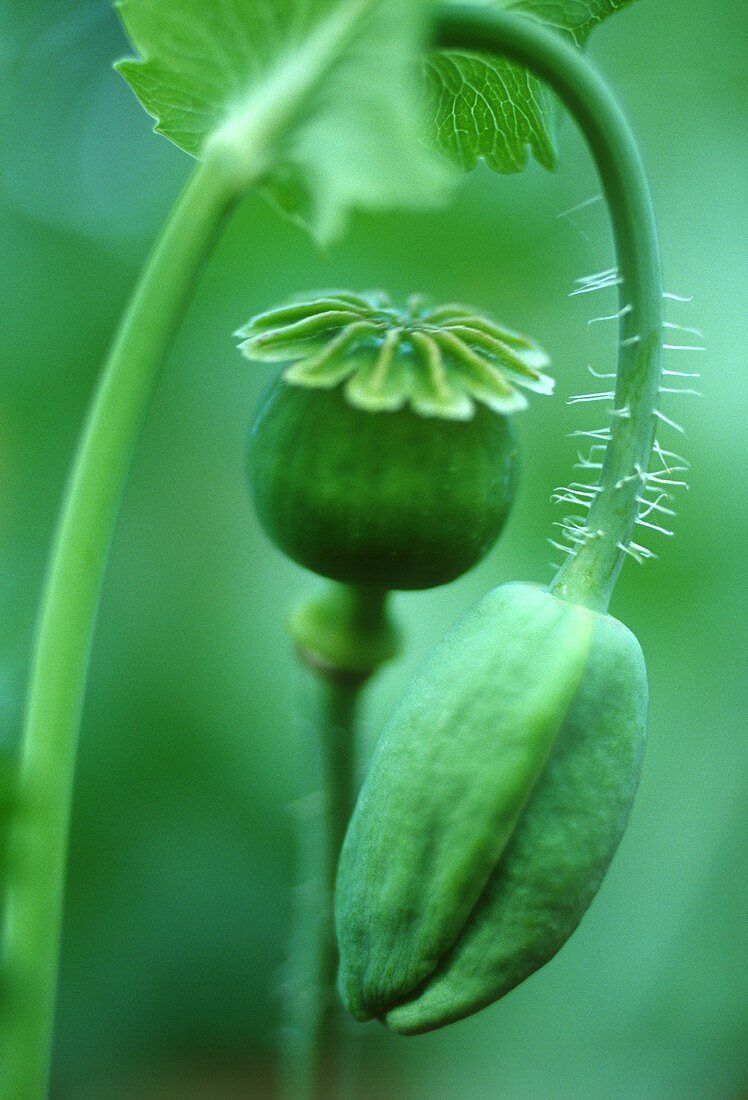 Poppy seed capsules and unopened poppy flower