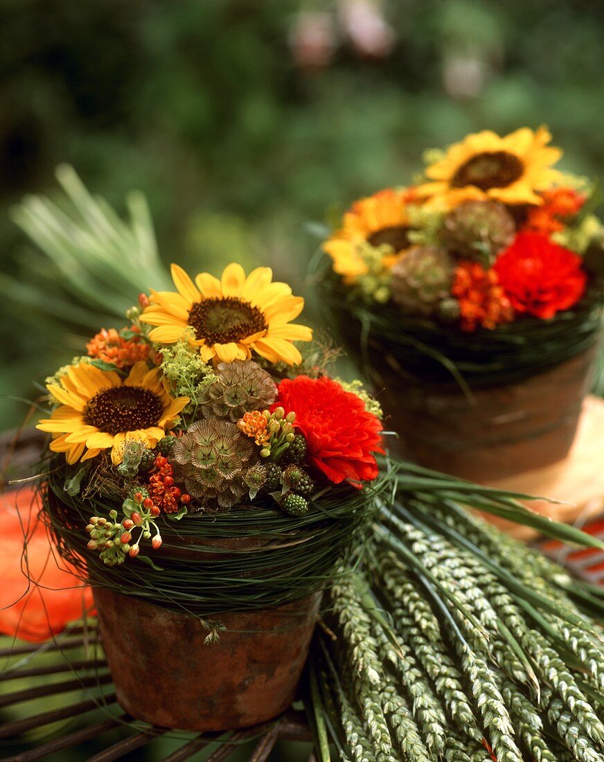 Herbstliche Tischdeko mit Sonnenblumengestecken und Getreide
