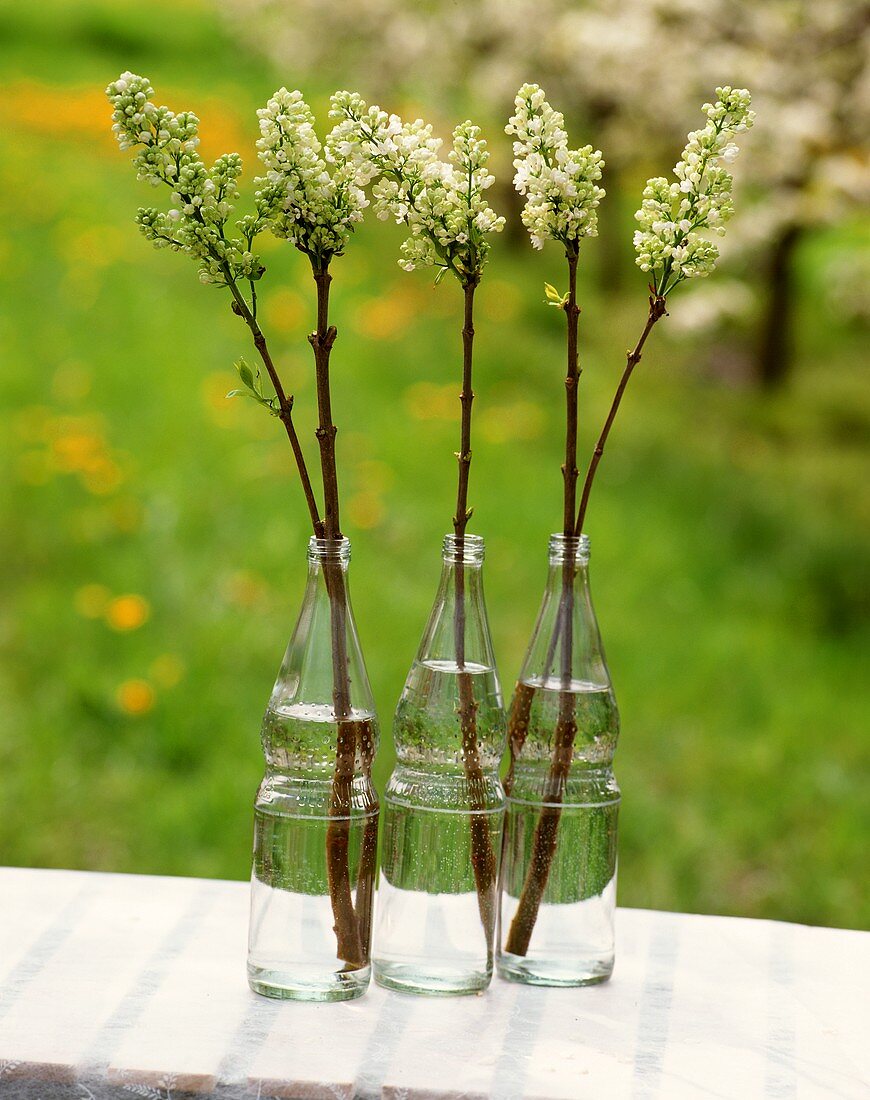 White lilac in glass bottles