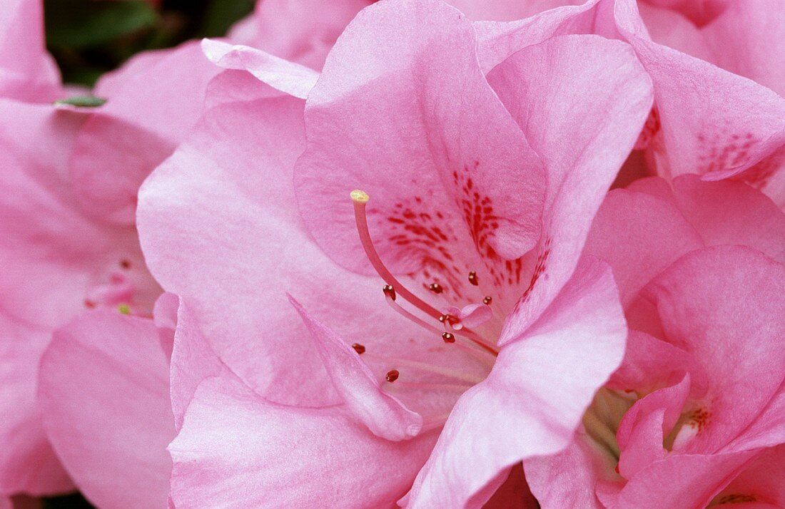 Rhododendronblüte, Nahaufnahme