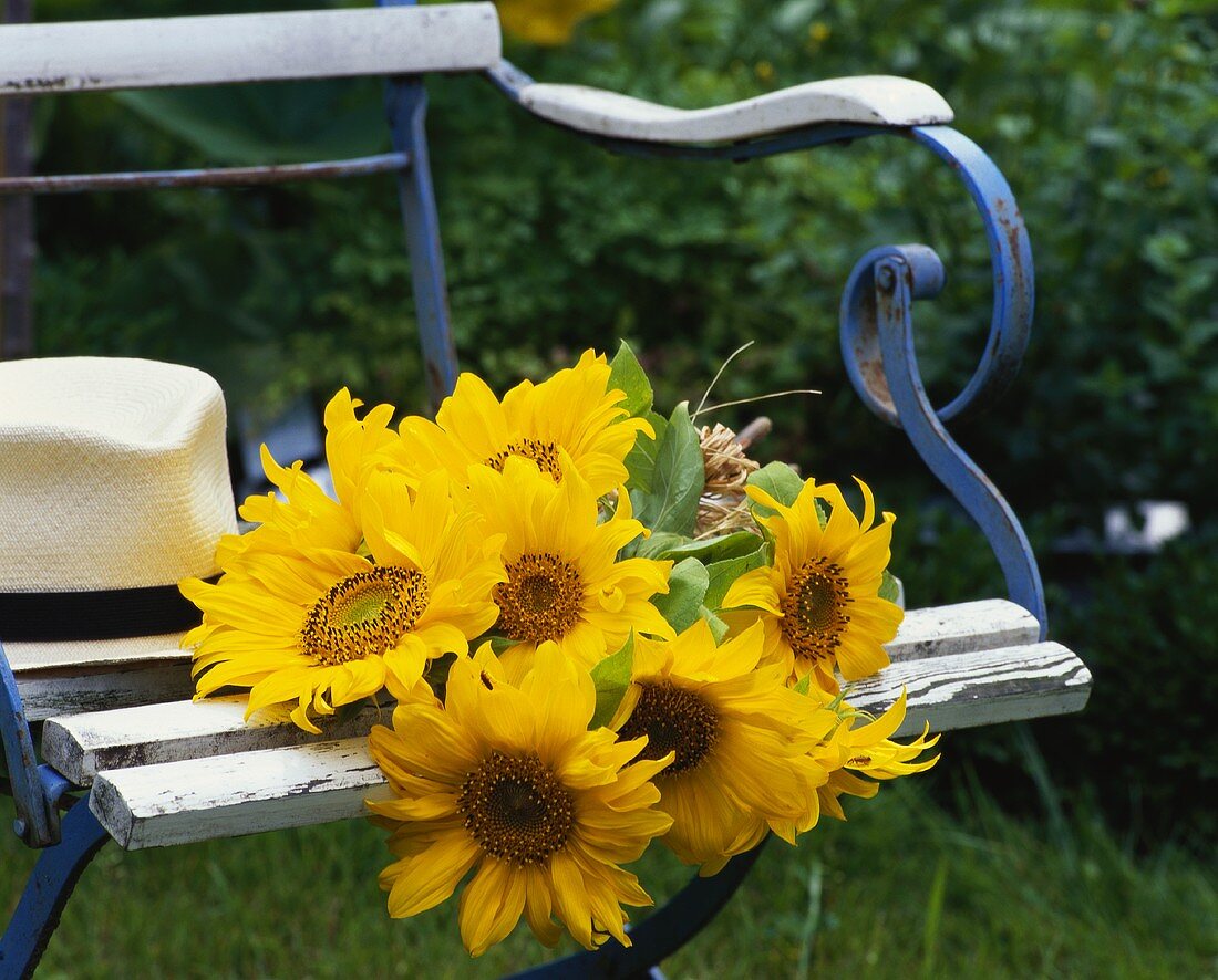 Sonnenblumen auf einem Gartenstuhl