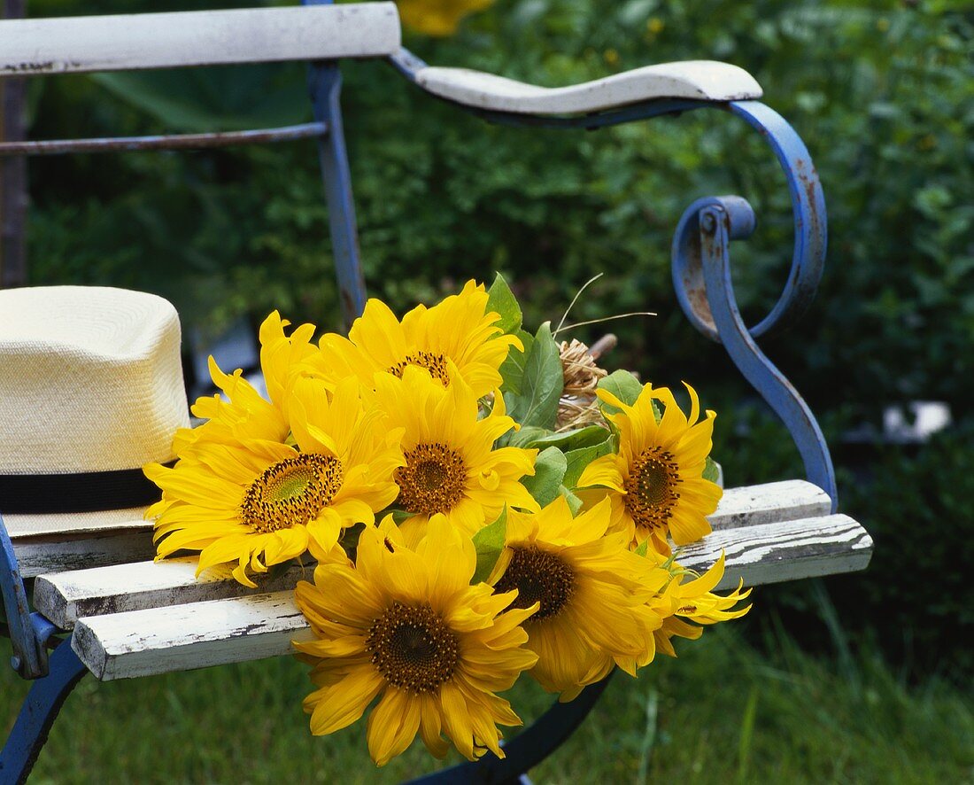 Sunflowers on a garden chair