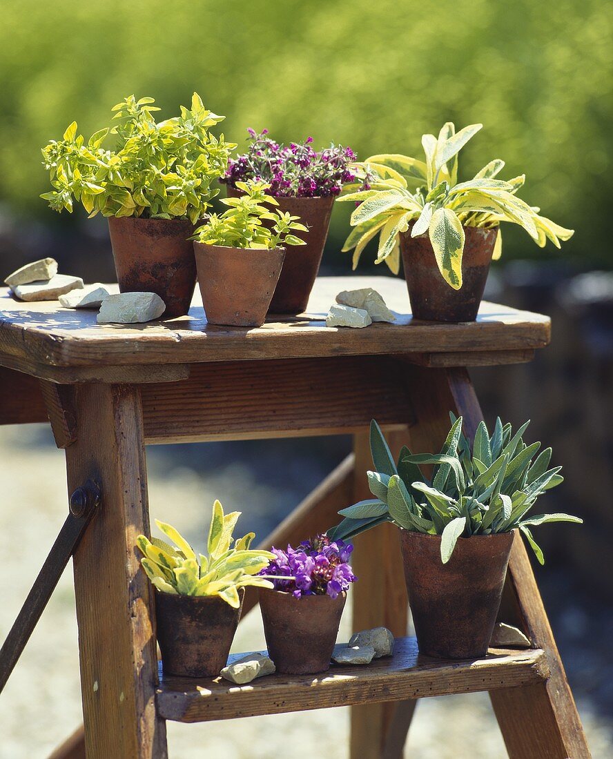 Various herbs in pots on a flower staircase