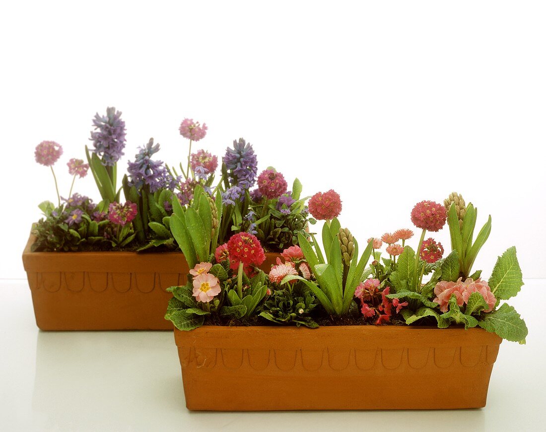 Terracotta containers with spring flowers