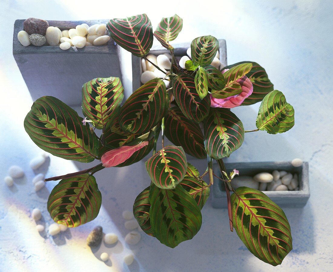 Maranta with striking leaf markings from above