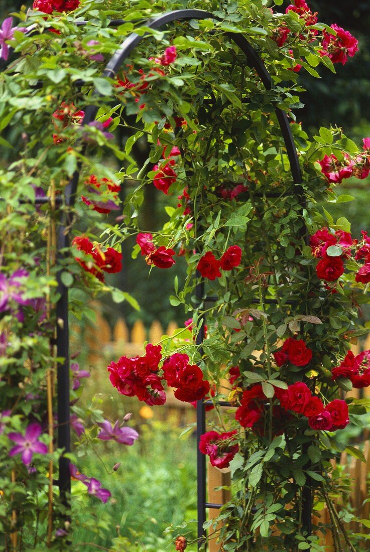 Rosenbogen mit roten Rosen im Garten