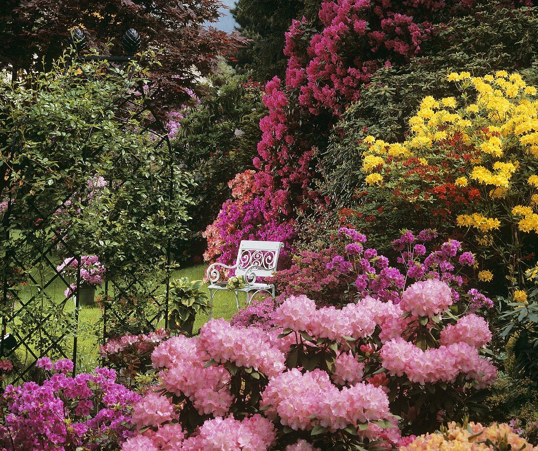 Garden with azaleas, rhododendrons and rose arch