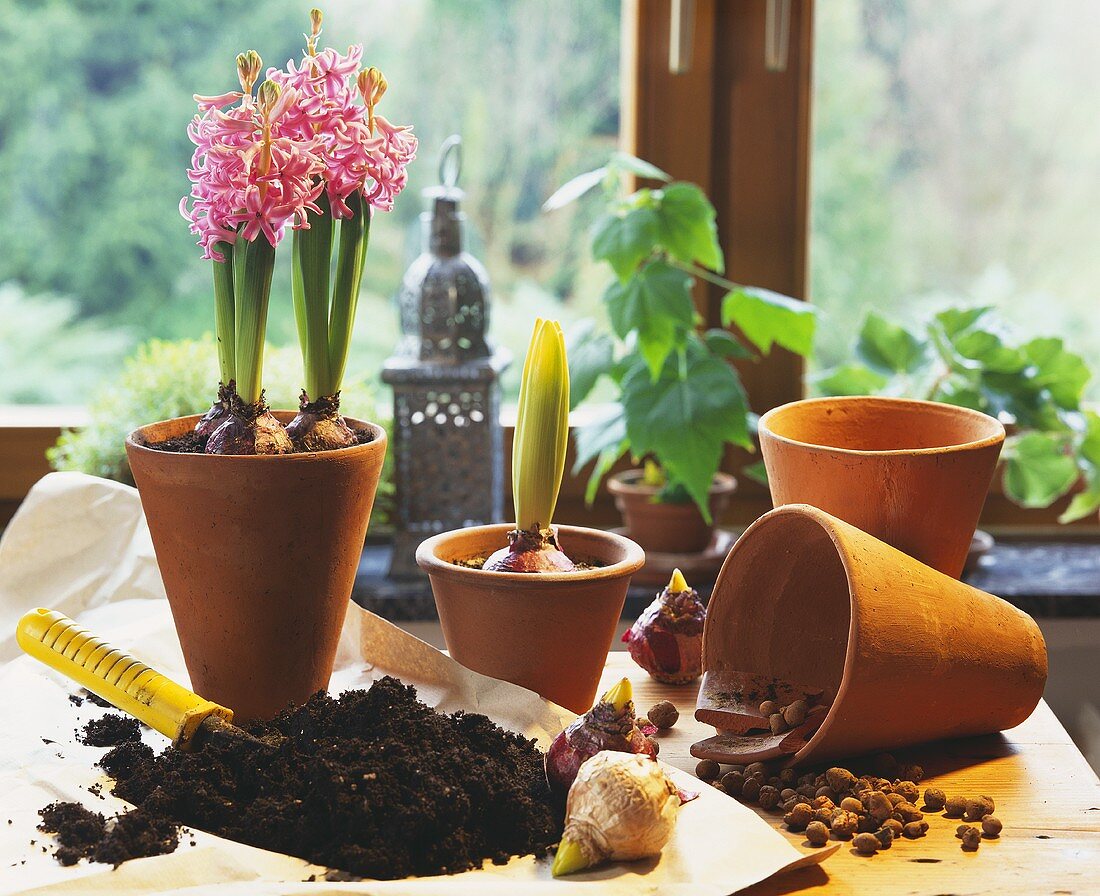 Planting hyacinth bulbs: soil, trowel etc.