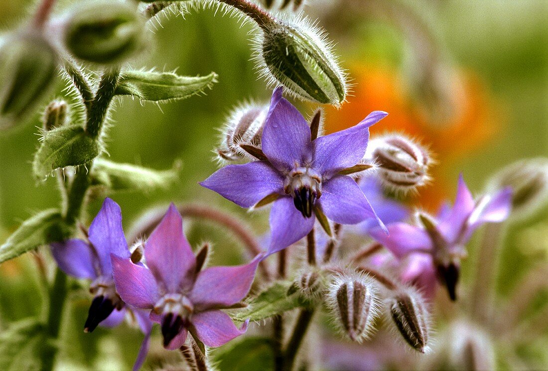 Blüte vom Boretsch in der Nahaufnahme