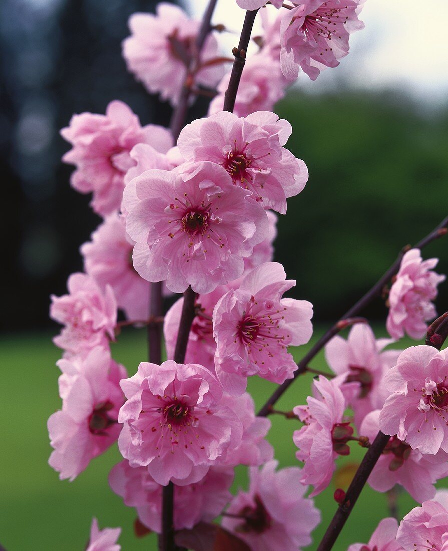Zweig mit rosa Kirschblüten (Nahaufnahme)