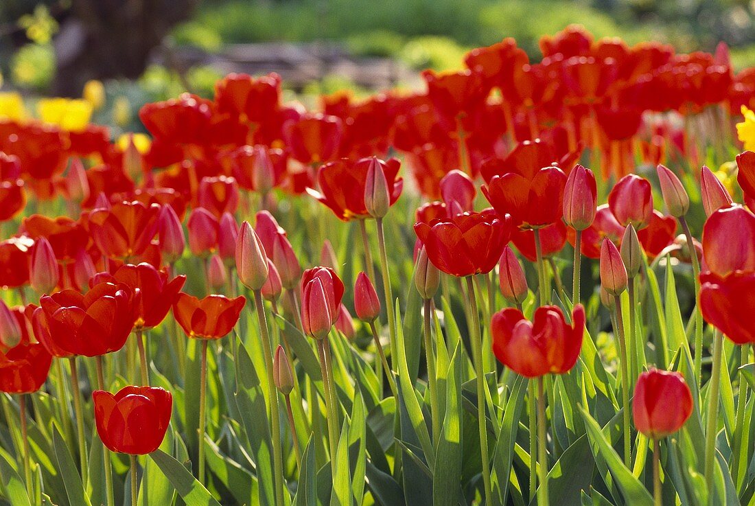Lots of red tulips in open air