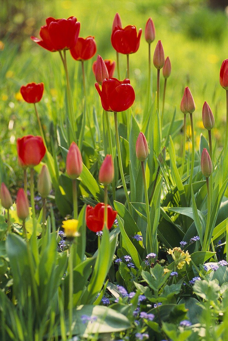 Rote Tulpen im Garten