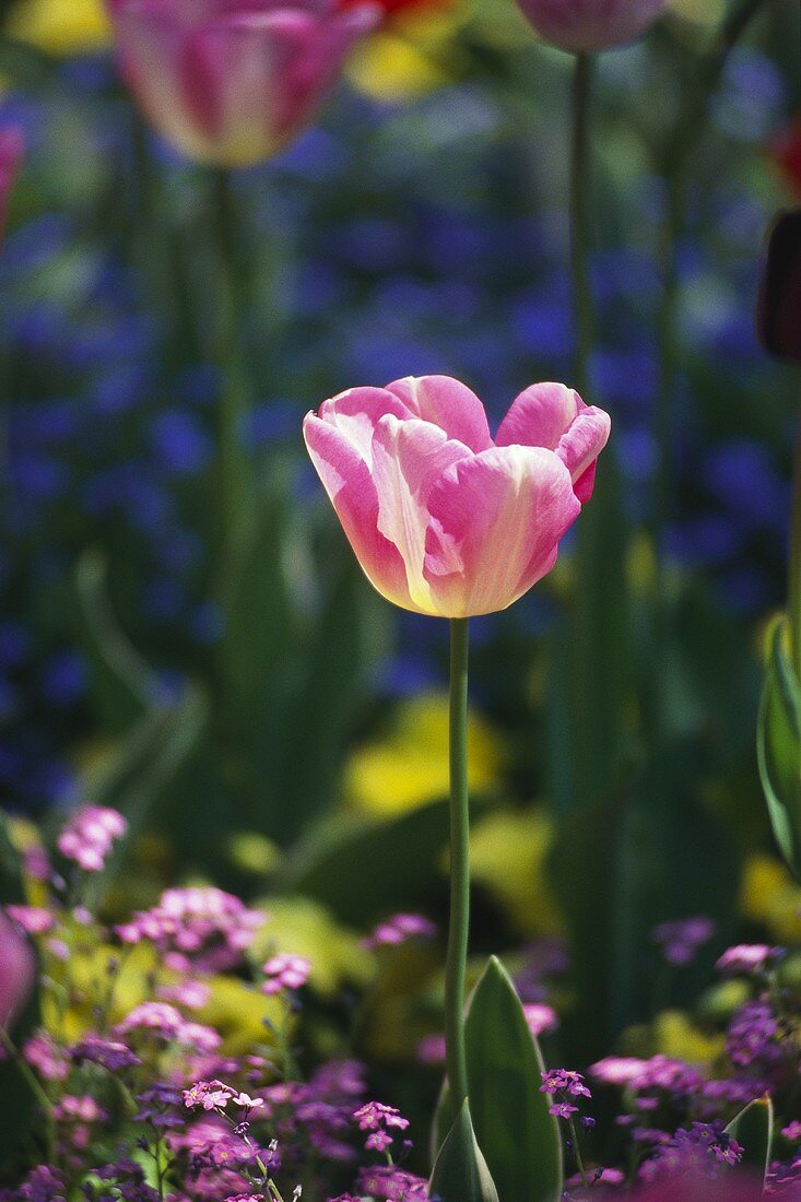 Pink tulip in garden