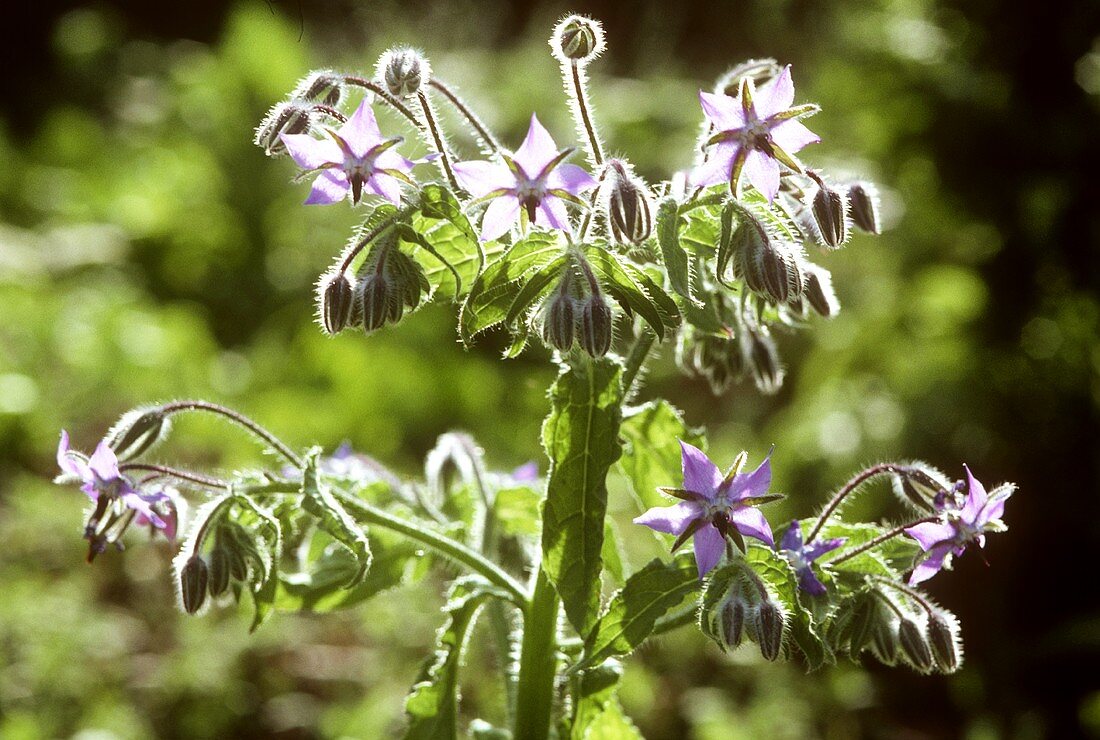 Flowering borage (close-up)