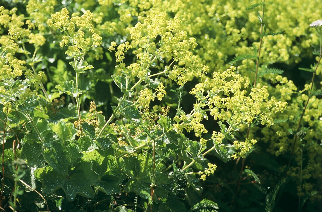 Lady's mantle in flower-bed (close-up)