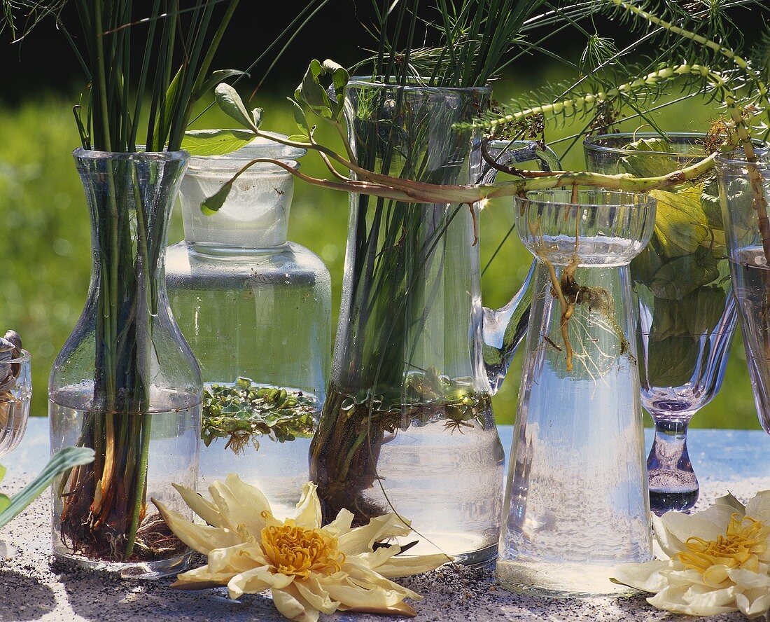 Water plants in decorative glasses and vases