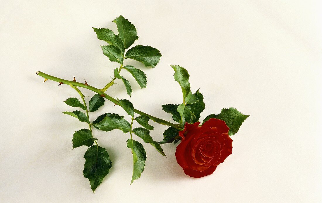 Single red rose with stem and leaves