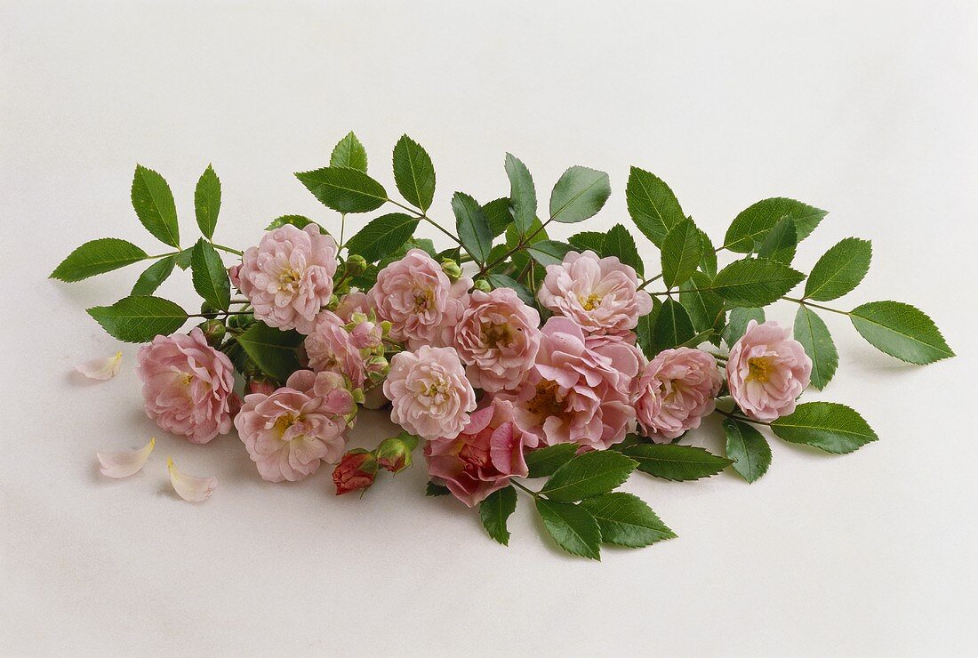 Kleinblütige rosa Rosen