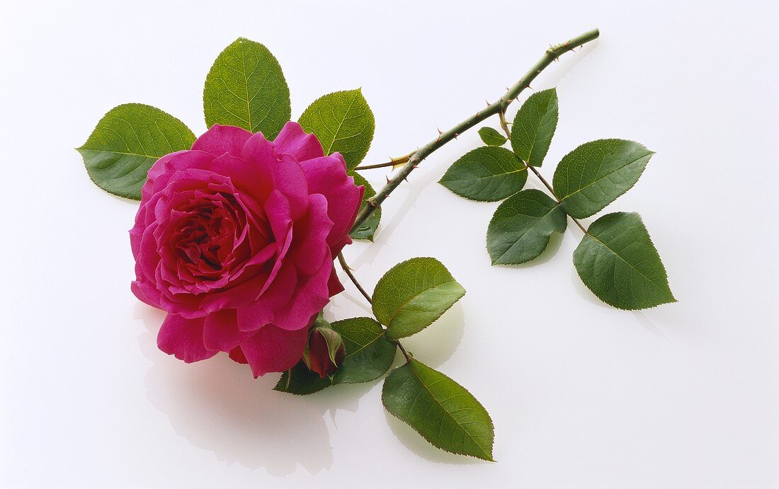 Single full-blown rose