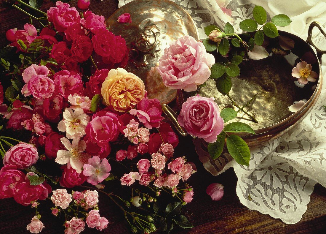 Various varieties of roses with stems and leaves