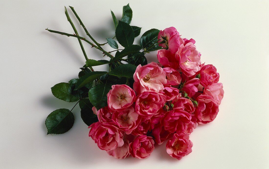 Three stems of small roses