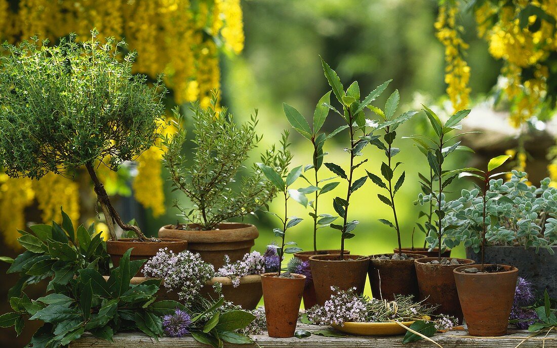 Thyme, myrtle, bay, marjoram, Cretan marjoram, oregano