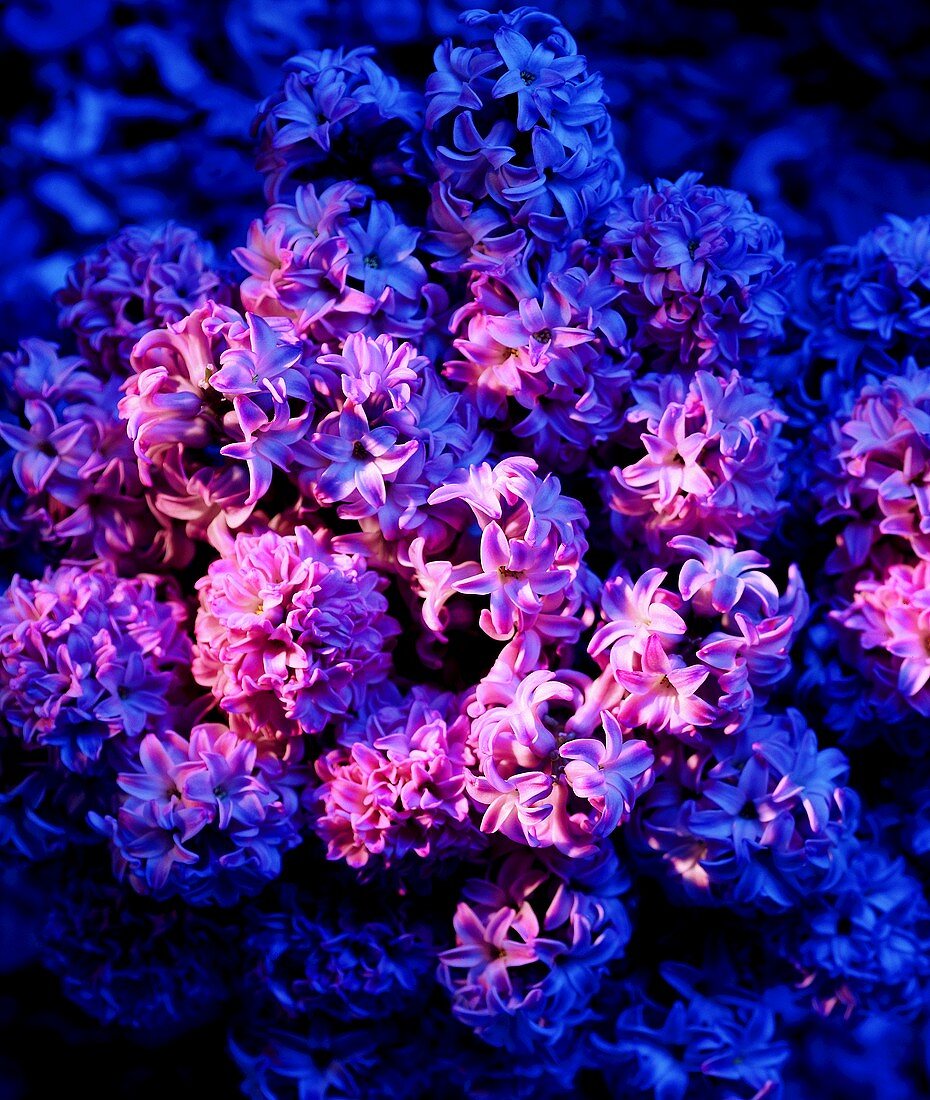 Flowering hyacinths