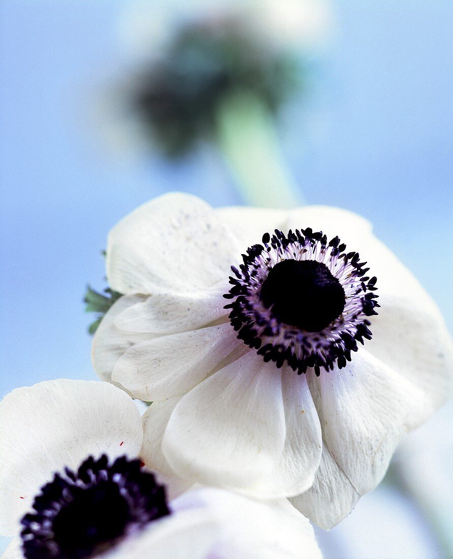 Two white anemone flowers