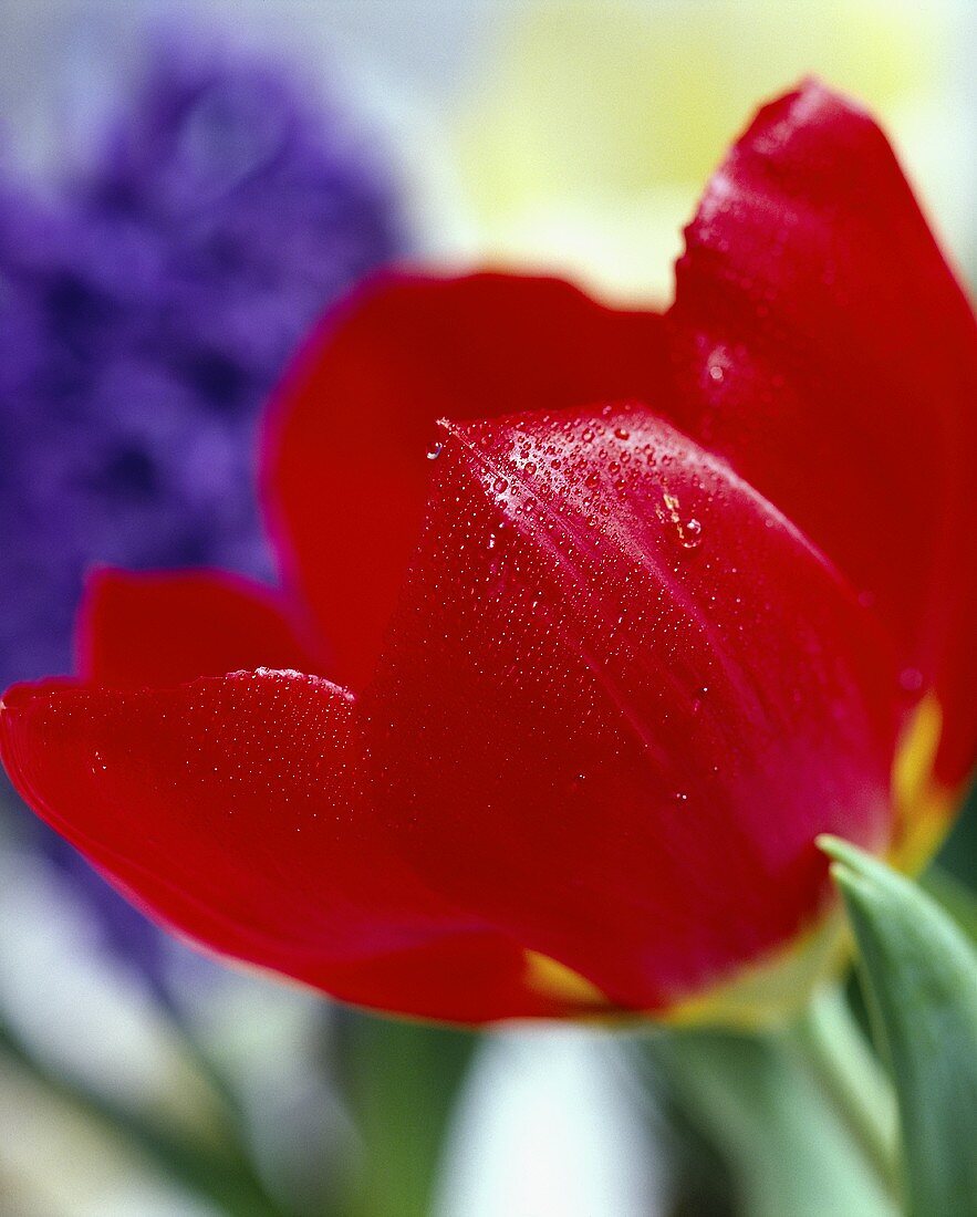 A tulip and a hyacinth in the background