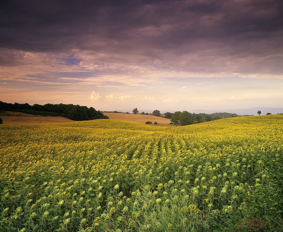 Sonnenblumenfeld in der Region Marken (Marche), Italien