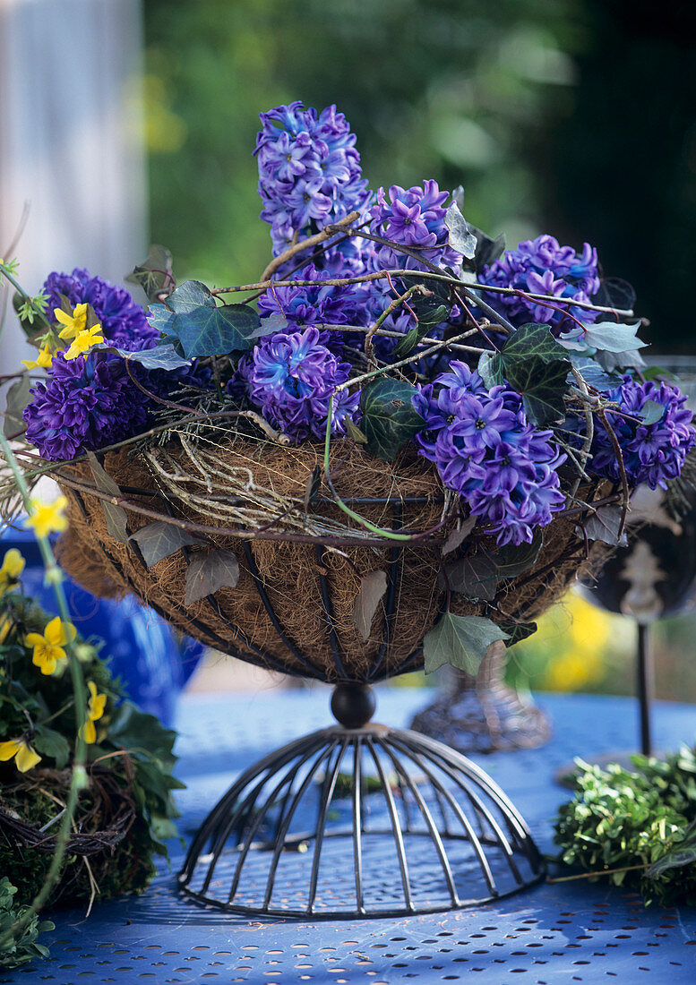 Glass bowl of hyacinths and ivy in a wire stand