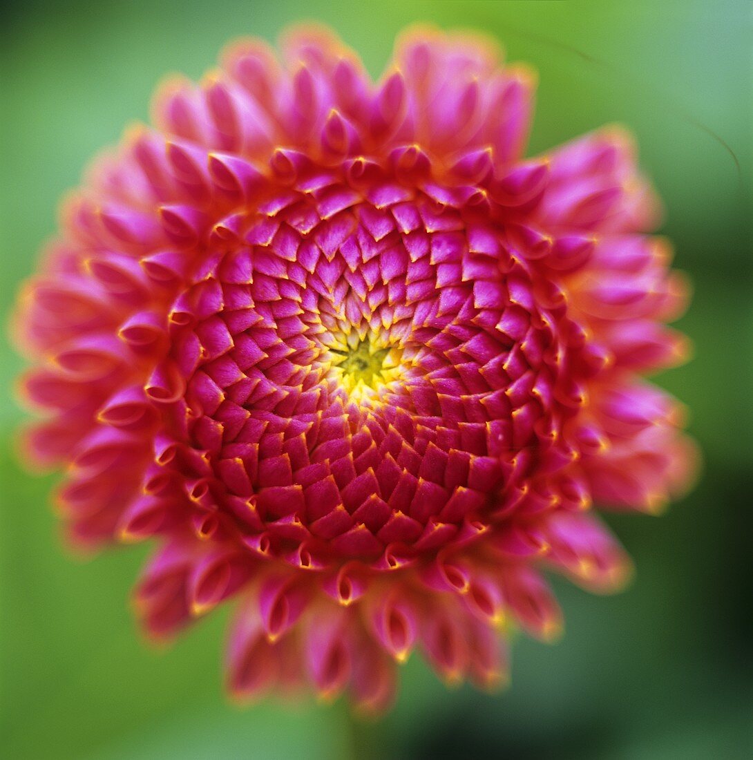 A dahlia flower
