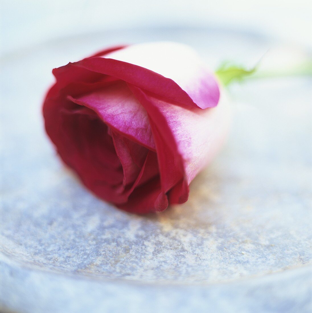 Eine Rose in einer Schale liegend
