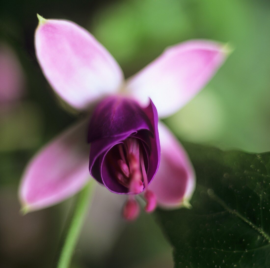 Eine Fuchsienblüte