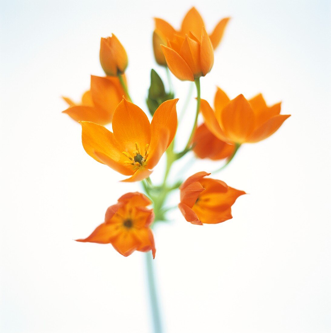 Gärtnertod (Ornithogallum, orange)