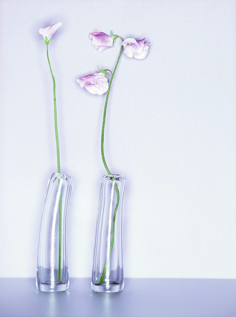 Sweet peas in two glass vases