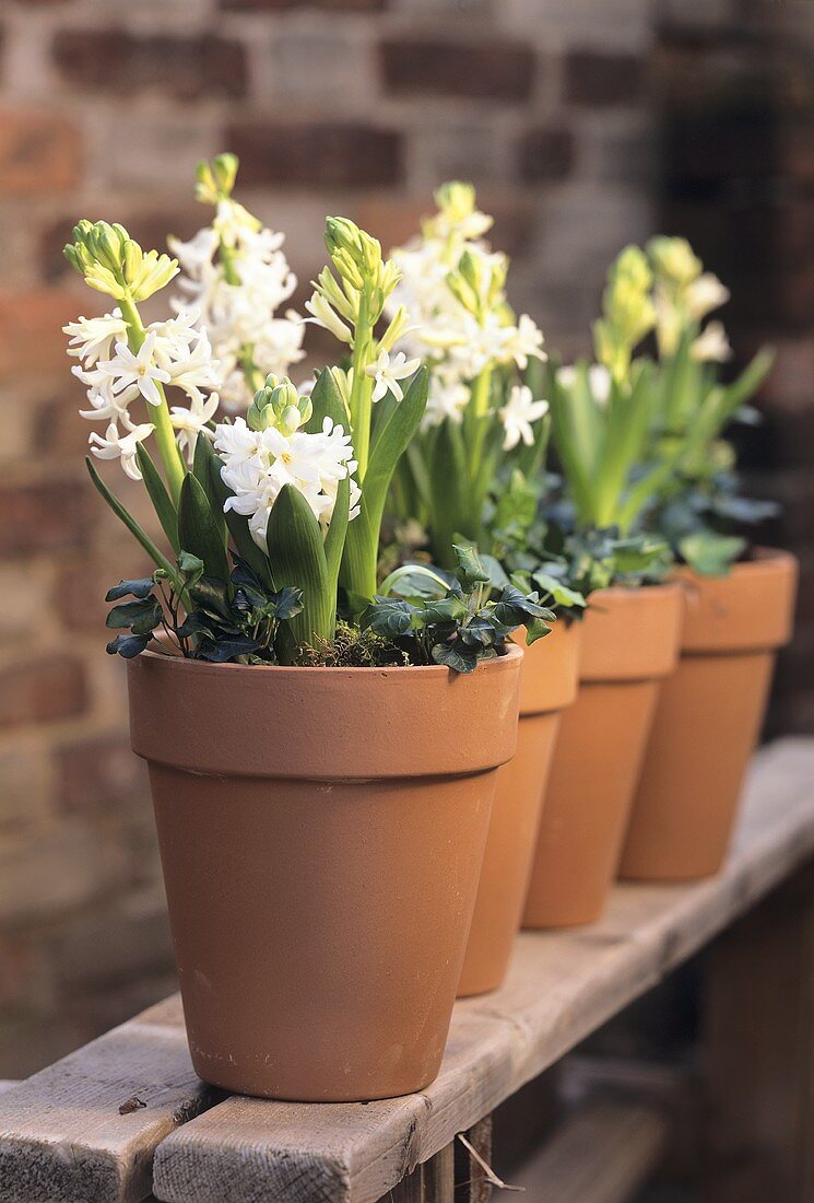 Four pots of white hyacinths