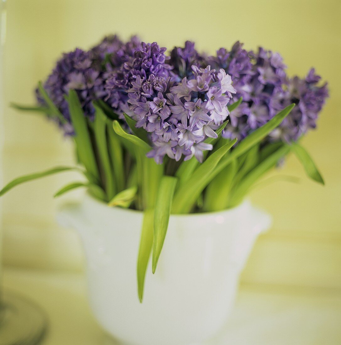 Hyacinths