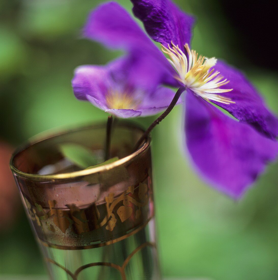 Eine Blume im Glas