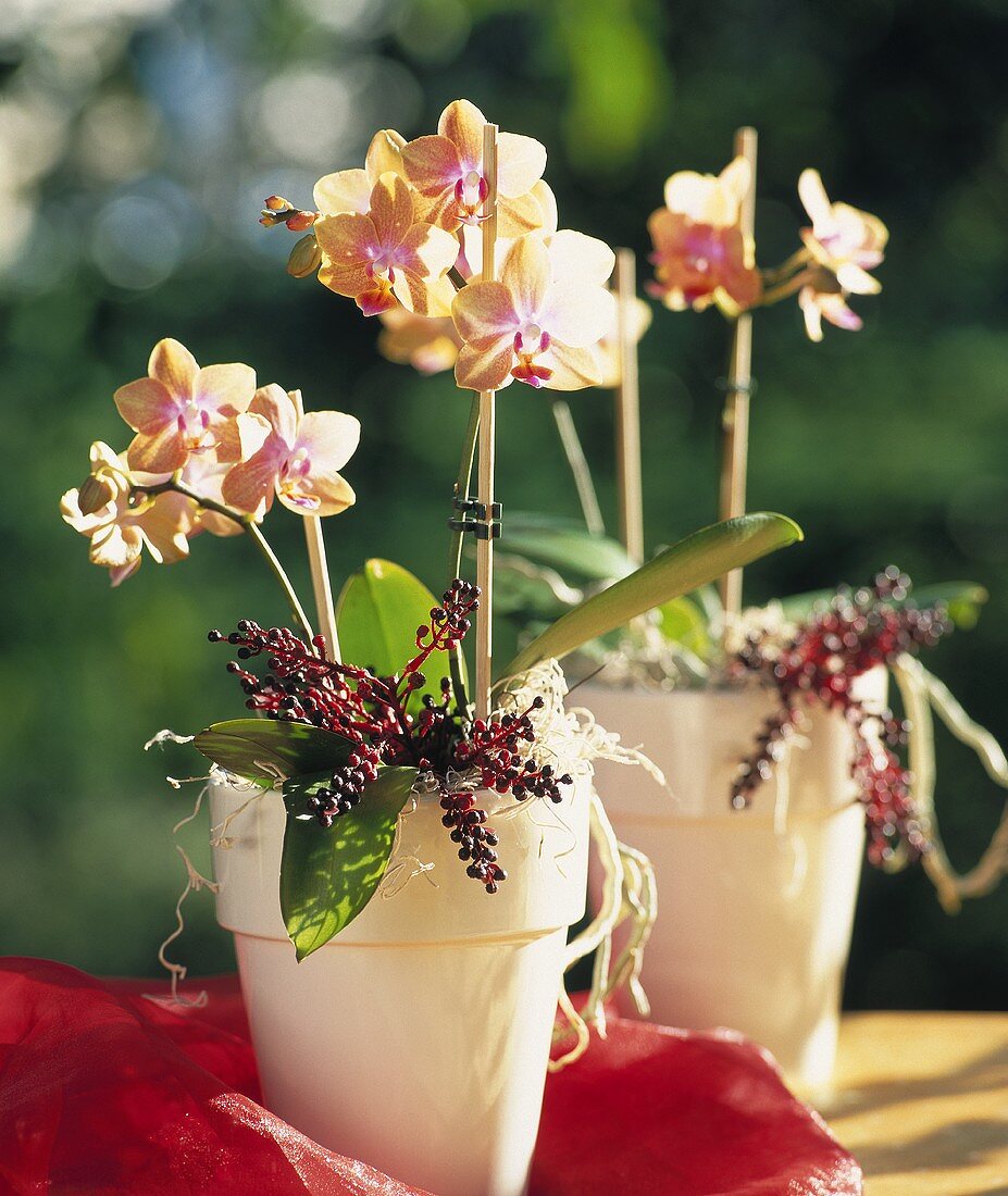 Orchids and berries in decorative pots
