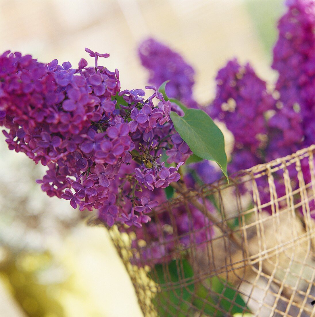 Purple lavender in a wire basket