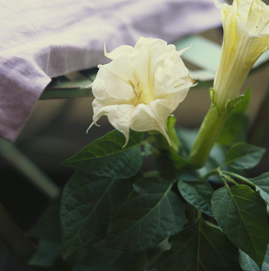 Angel's trumpet (Datura) with white flowers